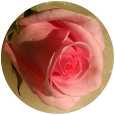 Rose-rosa.jpg